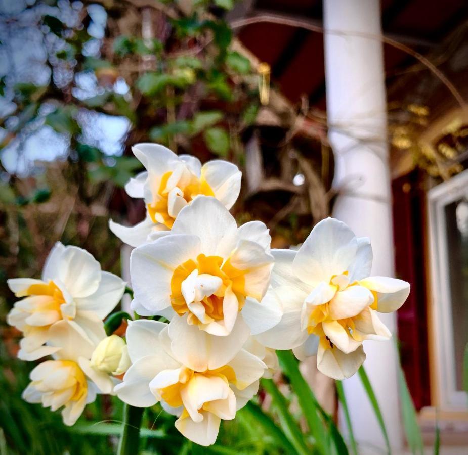 B&B La Fucinaia Pet Friendly Adults Only Campiglia Marittima Kültér fotó
