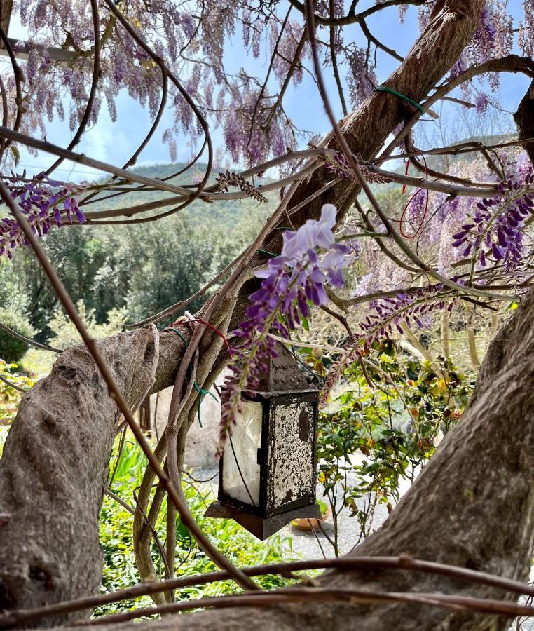 B&B La Fucinaia Pet Friendly Adults Only Campiglia Marittima Kültér fotó