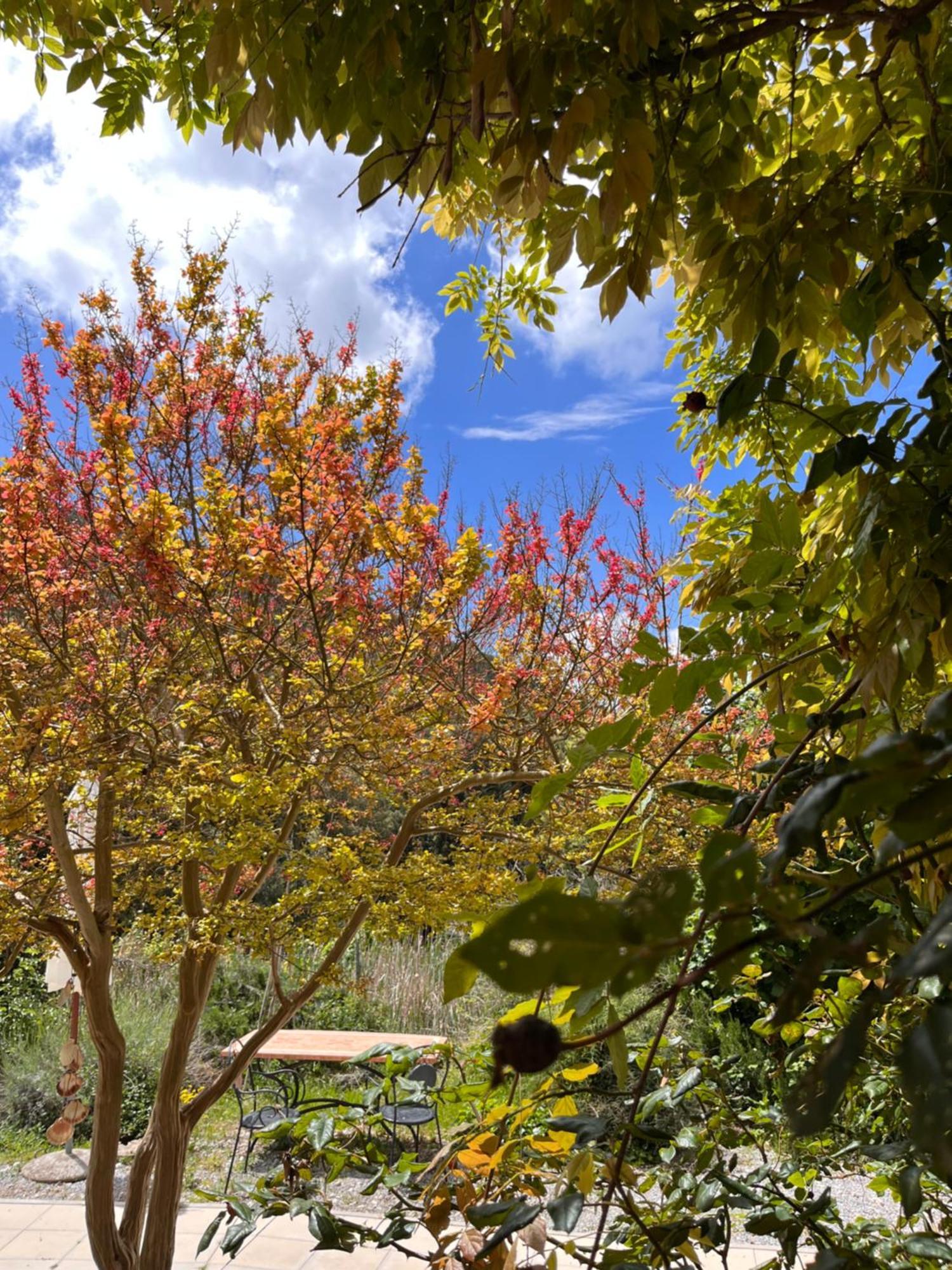 B&B La Fucinaia Pet Friendly Adults Only Campiglia Marittima Kültér fotó