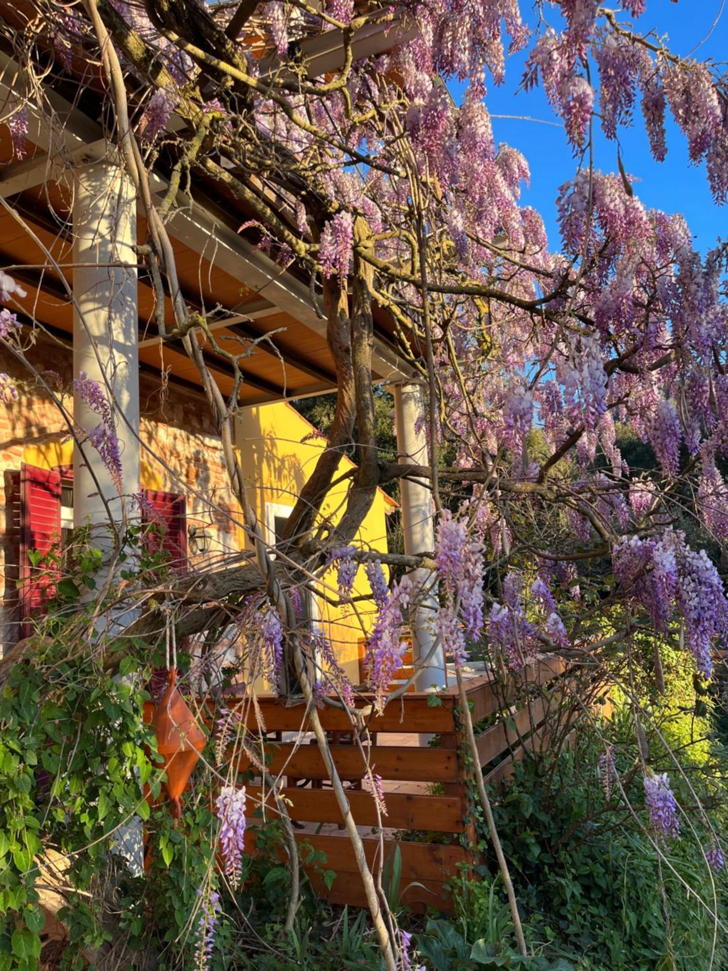 B&B La Fucinaia Pet Friendly Adults Only Campiglia Marittima Kültér fotó