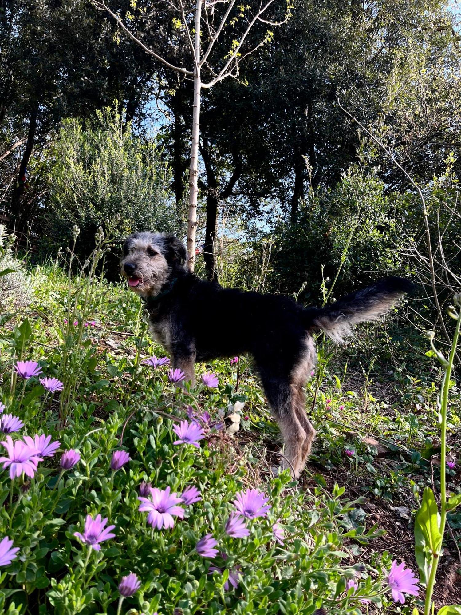 B&B La Fucinaia Pet Friendly Adults Only Campiglia Marittima Kültér fotó